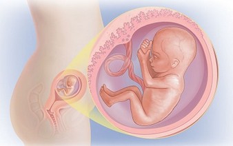 16 неделя беременности тело