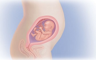 23 неделя ваше тело