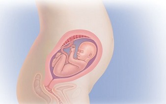 24 неделя беременности