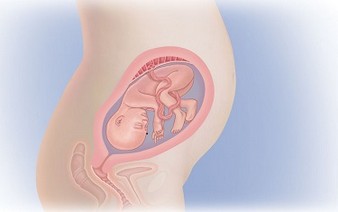 25 неделя беременности тело