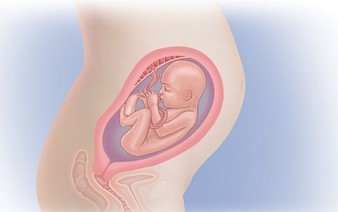 тело 27 неделя беременности