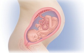 32 неделя беременности