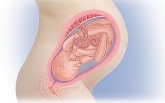 33 неделя беременности