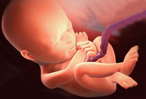 23 неделя беременности ребенок