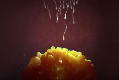 сперматозоид проникает в яйцеклетку