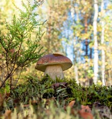 Загадки про грибы Загадки про грибы