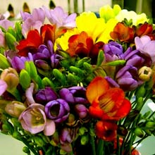 Загадки про цветы, растения на русском и украинском языках Загадки про цветы, растения на русском и украинском языках