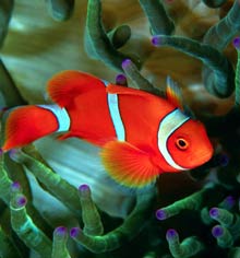 Загадки про рыб и морских обитателей Загадки про рыб и морских обитателей